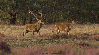 Cervus elaphus / Edelhert / Red deer