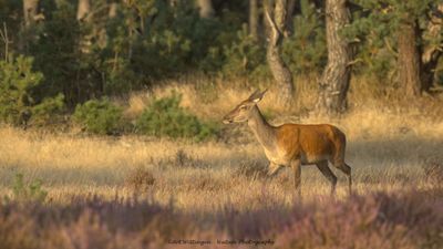 Cervus elaphus / Edelhert / Red deer