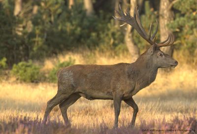 Cervus elaphus / Edelhert / Red deer