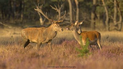 Cervus elaphus / Edelhert / Red deer