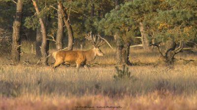 Cervus elaphus / Edelhert / Red deer
