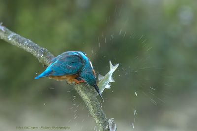 Alcedo atthis / IJsvogel / Kingfisher
