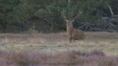 Edelhert / Red deer
