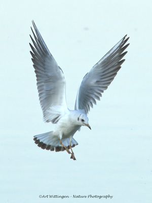 Chroicocephalus ridibundus / Kokmeeuw / Black headed Gull