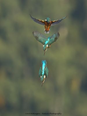 Alcedo atthis / IJsvogel / Kingfisher