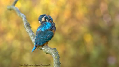 Alcedo atthis / IJsvogel / Kingfisher