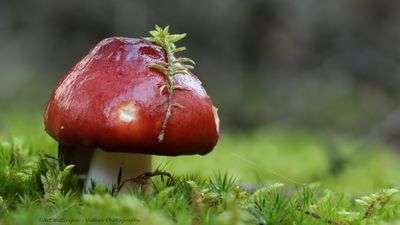 R6II0365 Russula.jpg