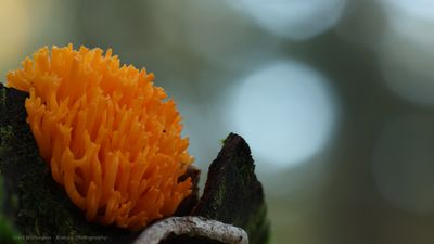 R6II0296 Zwam.jpg