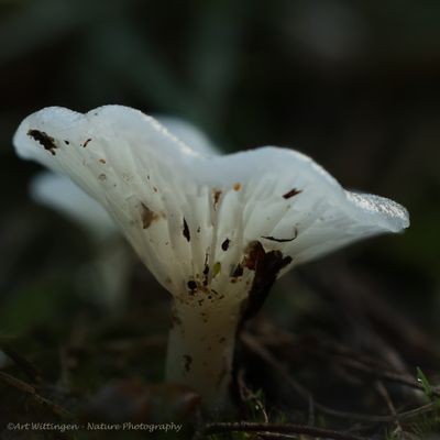 R6II0248 Zwam.jpg