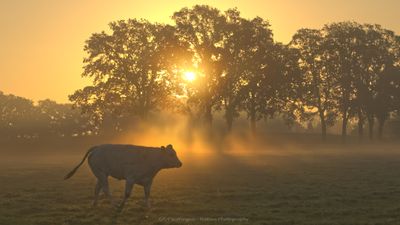 Golden cow