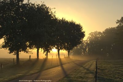 Sun,mist,shadows