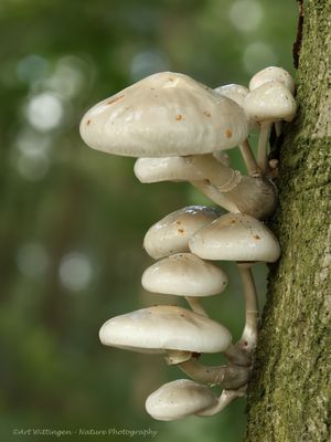 Oudemansiella mucida / Porseleinzwam 