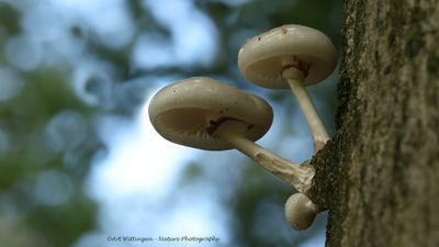Oudemansiella mucida / Porseleinzwam 