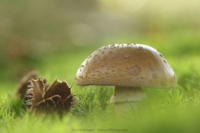 Mushroom