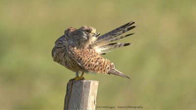 R6II4558-Torenvalk.jpg