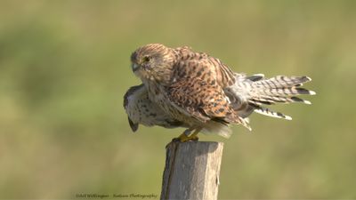 R6II4517-Torenvalk.jpg