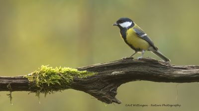 R6II3343-Koolmees.jpg