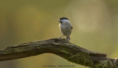 R6II3758-Glanskop.jpg