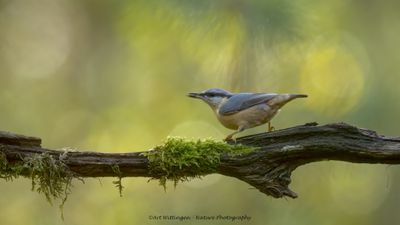 R6II3784-Boomklever.jpg