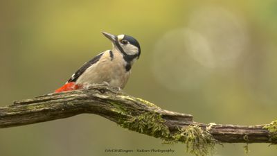 R6II3874-Grote Bonte SPecht.jpg