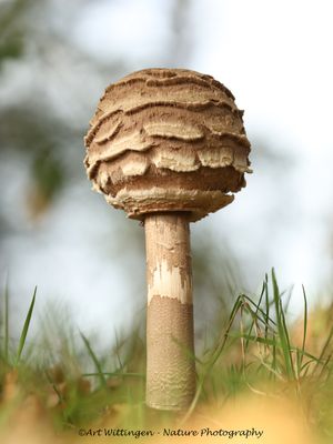R6II4283 Grote Parasolzwam.jpg