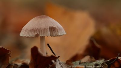 R6II4658 Zwammen.jpg