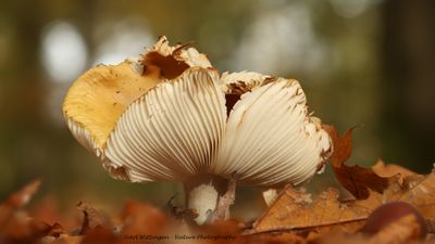 Mushrooms