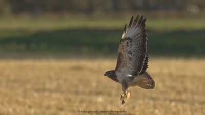Buizerd / Buzzard