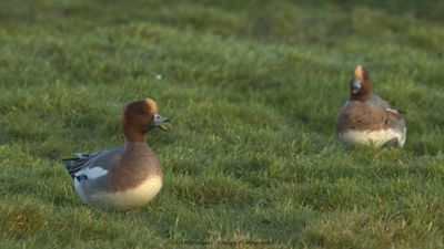 R6II5548-Smient.jpg