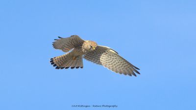 Torenvalk / Kestrel