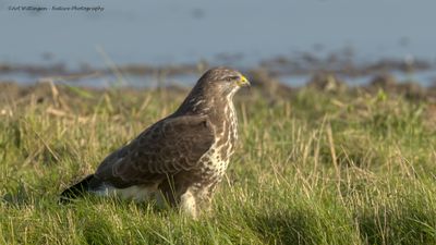 Buizerd / Buzzard