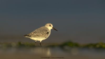 Drieteenstrandloper/Sanderling