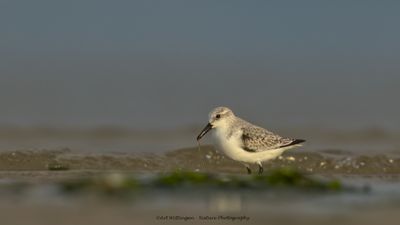 Drieteenstrandloper/Sanderling