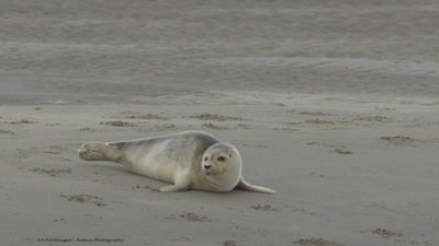 R6II8229 Gewone Zeehond.jpg