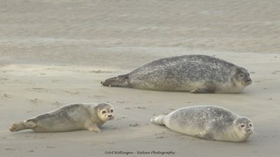 R6II8355-Gewone Zeehond.jpg