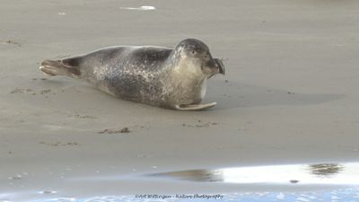 R6II8364-Gewone Zeehond.jpg