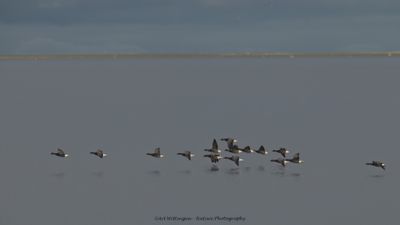 R6II7876 ROTGANS-DeNoiseAI.jpg