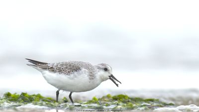R6II6680-Drieteenstrandloper.jpg