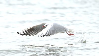 R6II6386-Kokmeeuw.jpg