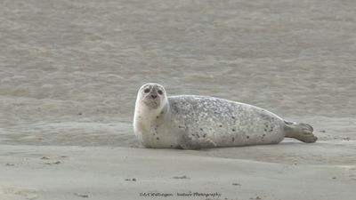 R6II8269-Gewone Zeehond.jpg
