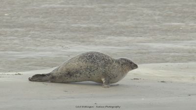 R6II8280-Gewone Zeehond.jpg