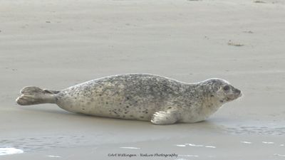 R6II8310-Gewone Zeehond.jpg