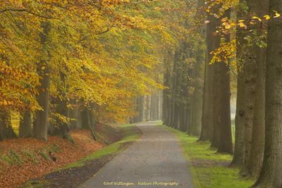 Haagse Bos