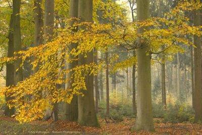Haagse Bos