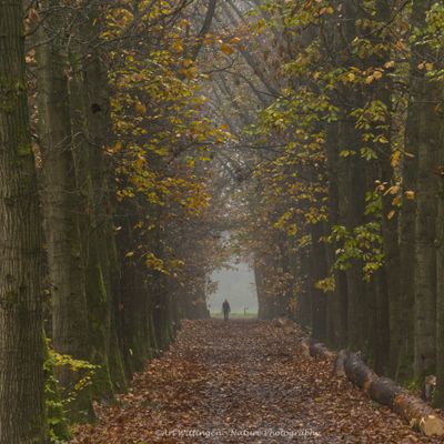 Haagse Bos