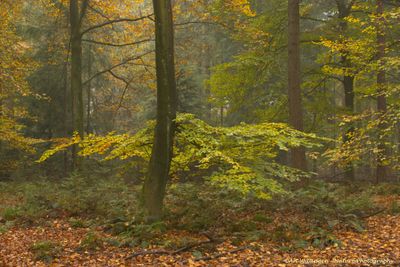 Haagse Bos