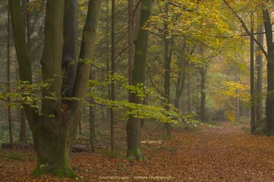 Haagse Bos
