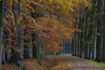 Haagse Bos