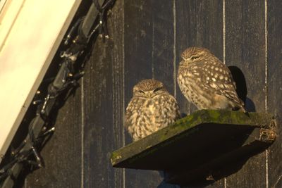 Athene noctua / Steenuil / Little owl