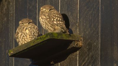 Athene noctua / Steenuil / Little owl